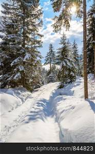 Winter landscape with footpath, snow trees and blue sky