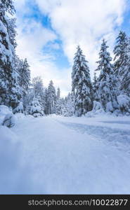 Winter landscape with footpath, snowy trees and blue sky