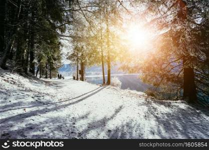 Winter landscape with footpath, snowy trees and blue sky