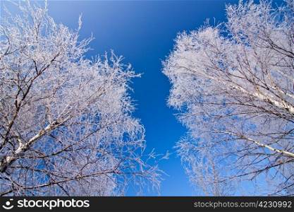 Winter landscape with frosted trees