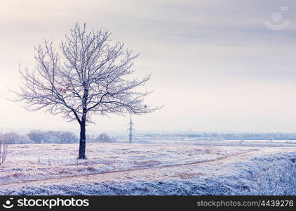 winter landscape with frozen tree