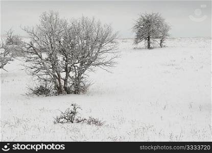 Winter landscape with icy trees.