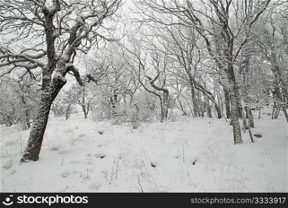 Winter landscape with icy trees.