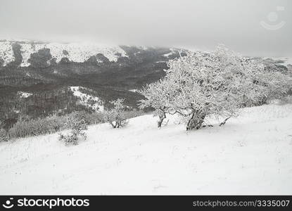 Winter landscape with icy trees.