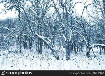 Winter landscape with icy trees.