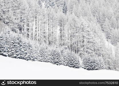 Winter landscape with mountain forest of snow covered trees. Winter landscape with forest