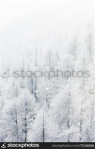 Winter landscape with mountain forest of snow covered trees. Winter landscape with forest