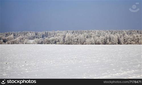 winter landscape with snow covered field and mixed forest with deciduous and coniferous trees after snowfall and frost, branches covered with snow and ice, cold frosty winter weather. winter landscape with snow