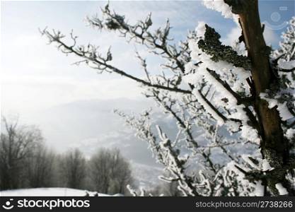winter landscape with snow-covered tree