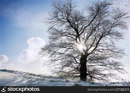 Winter landscape with snow-covered tree