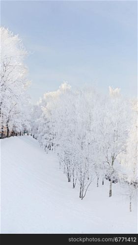 Winter landscape with snow covered trees, outdoors shot
