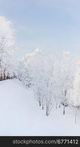 Winter landscape with snow covered trees, outdoors shot