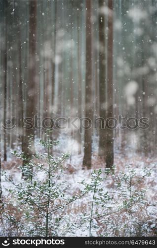 Winter landscape with snow falling and covering everything in En. Winter landscape with snow falling and covering ground and foliage in English countryside