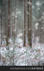 Winter landscape with snow falling and covering everything in En. Winter landscape with snow falling and covering ground and foliage in English countryside