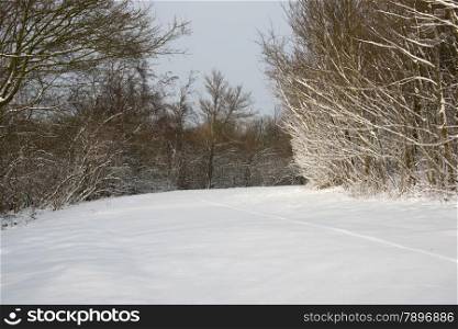 winter landscape with snow on the trees