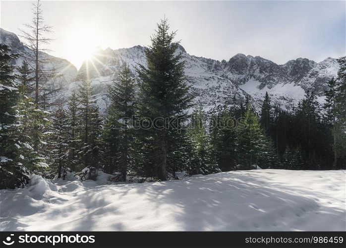 Winter landscape with snowdrifts, snowy trees, sun rays, and snow-covered mountain peaks, in Ehrwald, Austria. Majestic mountains and Sunny December