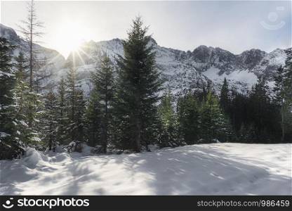 Winter landscape with snowdrifts, snowy trees, sun rays, and snow-covered mountain peaks, in Ehrwald, Austria. Majestic mountains and Sunny December