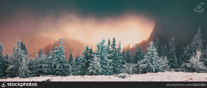 winter landscape with snowy fir trees in the mountains