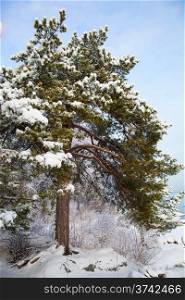 winter landscape with snowy pine tree