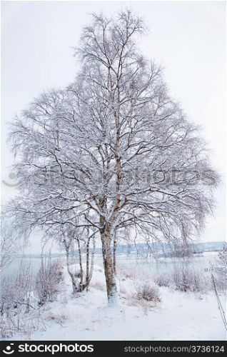 winter landscape with snowy tree