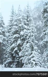 Winter landscape with snowy trees (Austria, Tirol)