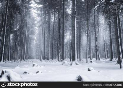Winter landscape with snowy trees in Bad Wildbad, Germany. Snowy nature in Germany. Outdoor winter scenery with snow layers.