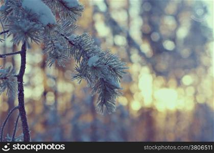 winter landscape with the pine forest and sunset