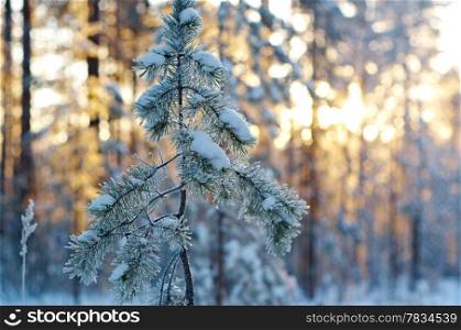 winter landscape with the pine forest and sunset