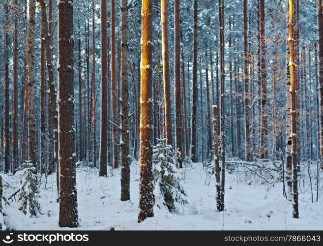 winter landscape with the pine forest and sunset