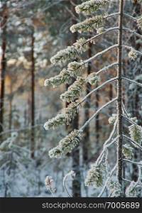 winter landscape with the pine forest and sunset, Shallow depth-of-field