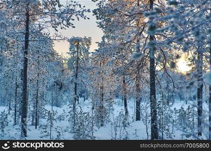 winter landscape with the pine forest and sunset, Shallow depth-of-field