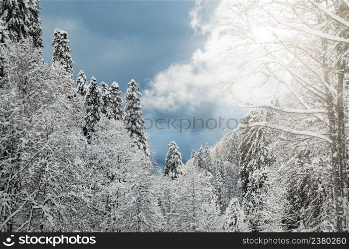 Winter landscape with thick snow covering trees over clouded sky