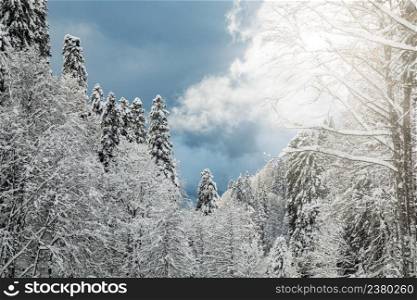Winter landscape with thick snow covering trees over clouded sky
