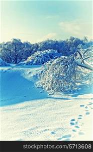 winter landscape with trees bombarded beautiful fluffy snow