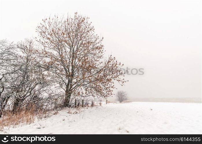 Winter landscape with trees in the snow at wintertime