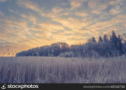 Winter landscape with trees on a field and a sunrise