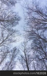 Winter leafless birch tree branches over blue sky with clouds.