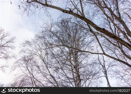 Winter leafless birch tree branches over blue sky with clouds.