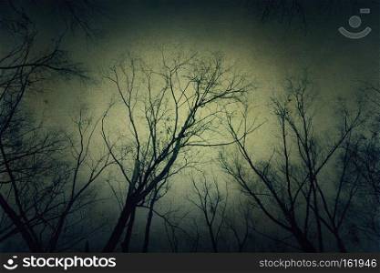 Winter leafless birch tree branches over sky, textured paper background.