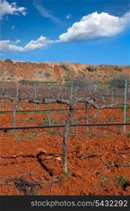Winter leafless vineyard field in Utiel Requena of Valencia Spain