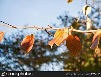 Winter leaves in Washington Park Arboretum