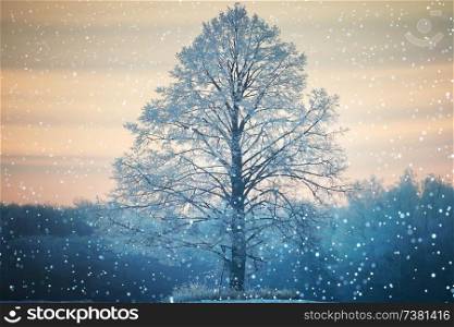 Winter lone tree landscape frost