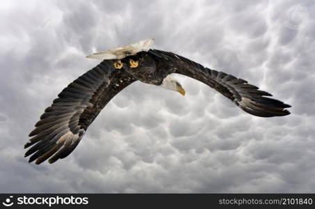 Winter Manitoba Bald Eagle Dauphin Canada Cold