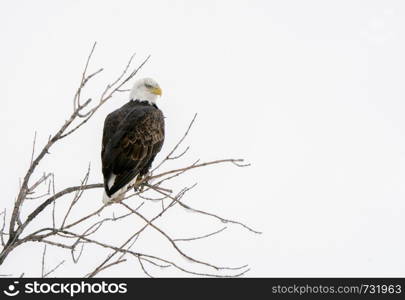 Winter Manitoba Bald Eagle Dauphin Canada Cold