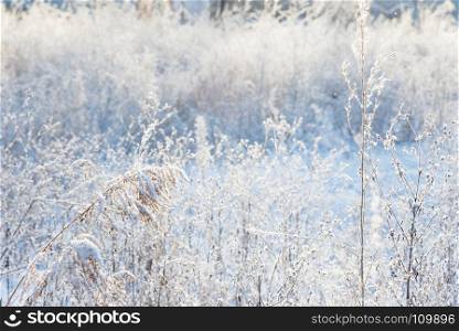 Winter meadow with dried grass, covered with white snow, at sunny winter day; beautiful winter background