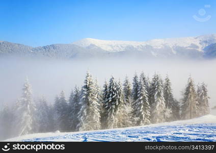 winter misty mountain landscape with rime and snow covered spruce trees