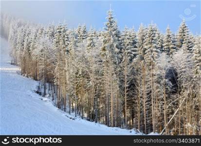 winter misty mountain landscape with snow covered spruce trees