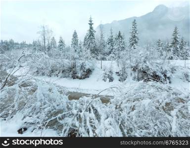 Winter misty view with small mountain stream and snowy trees.