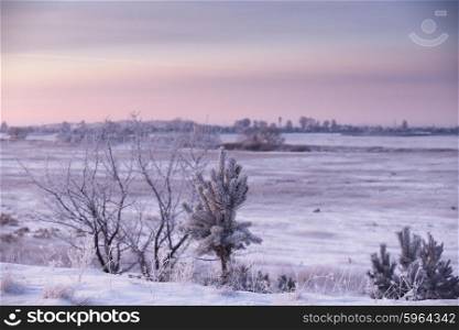 Winter Morning in Belarus. January near Minsk.. Cold Winter Morning