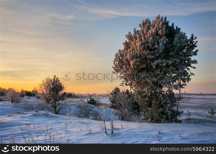 Winter Morning in Belarus. January near Minsk.. Winter Morning